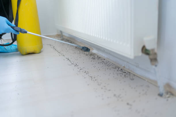 Best Local Pest Control Services  in Anna, OH